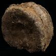 Edmontosaurus (Hadrosaur) Caudal Vertebrae - Montana #10756-2